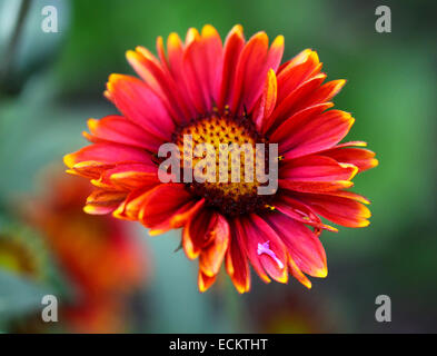 Ein Gaillardia "Arizona rote Farbtöne" Blüte mit roten und gelben Spitzen Blütenblättern Stockfoto