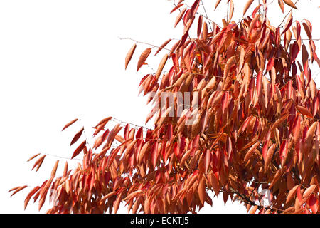 Rote Blätter von Zelkova Baum im Herbst Stockfoto