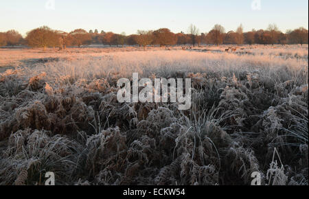 Streifen Sie die Dämmerung von Richmond Park in Surrey.Where Dutzende von Hirsch gesehen frei ungestört von allem, was um sie herum vorgeht. Diese Stockfoto