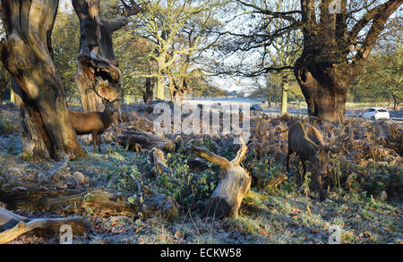 Streifen Sie die Dämmerung von Richmond Park in Surrey.Where Dutzende von Hirsch gesehen frei ungestört von allem, was um sie herum vorgeht. Stockfoto