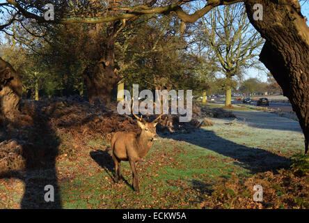 Streifen Sie die Dämmerung von Richmond Park in Surrey.Where Dutzende von Hirsch gesehen frei ungestört von allem, was um sie herum vorgeht. Stockfoto