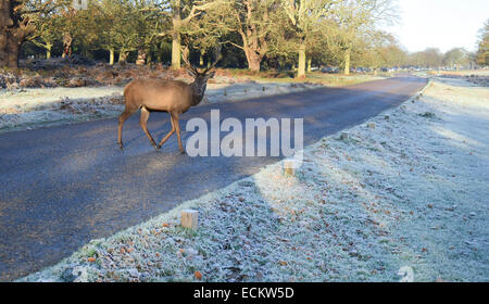 Streifen Sie die Dämmerung von Richmond Park in Surrey.Where Dutzende von Hirsch gesehen frei ungestört von allem, was um sie herum vorgeht. Stockfoto