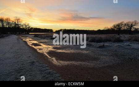 Streifen Sie die Dämmerung von Richmond Park in Surrey.Where Dutzende von Hirsch gesehen frei ungestört von allem, was um sie herum vorgeht. Stockfoto