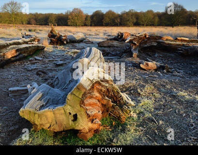 Streifen Sie die Dämmerung von Richmond Park in Surrey.Where Dutzende von Hirsch gesehen frei ungestört von allem, was um sie herum vorgeht. Stockfoto