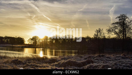 Streifen Sie die Dämmerung von Richmond Park in Surrey.Where Dutzende von Hirsch gesehen frei ungestört von allem, was um sie herum vorgeht. Stockfoto