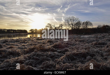 Streifen Sie die Dämmerung von Richmond Park in Surrey.Where Dutzende von Hirsch gesehen frei ungestört von allem, was um sie herum vorgeht. Stockfoto