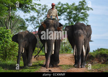 Ein Mahout bereitet das Baden im Nationalpark Way Kambas, Indonesien Sumatra-Elefanten. Stockfoto
