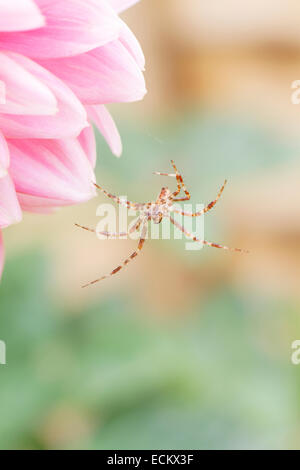 Kreuzspinne, dass seine Web hängen von einer Blume rosa Dahlie Stockfoto