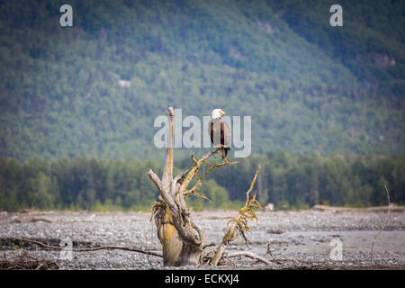 Weißkopfseeadler thront über den Tsirku River, Alaska, USA, Nordamerika. Stockfoto