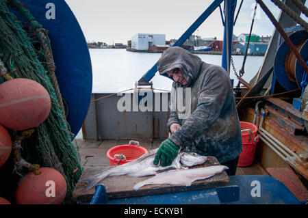 Fischer, Schellfisch (Melanogrammus Aeglefinus) auf dem Deck der Fischerei Dragger filetieren. Stellwagen Bank, New England, USA, Stockfoto