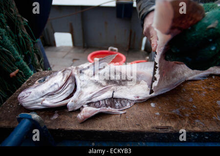 Fischer, Schellfisch (Melanogrammus Aeglefinus) auf dem Deck der Fischerei Dragger filetieren. Stellwagen Bank, New England, USA, Stockfoto