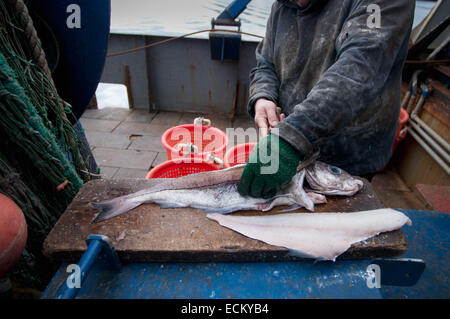 Fischer, Schellfisch (Melanogrammus Aeglefinus) auf dem Deck der Fischerei Dragger filetieren. Stellwagen Bank, New England, USA, Stockfoto