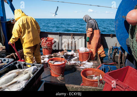 Fischer entfernen sortierte Beifang vom Deck der Fischerei Dragger. Stellwagen Banken, New England, Vereinigte Staaten von Amerika, Nord-Atlantik Stockfoto