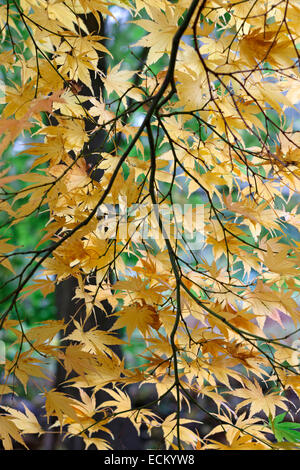 Acer Palmatum "Saniert" Stockfoto