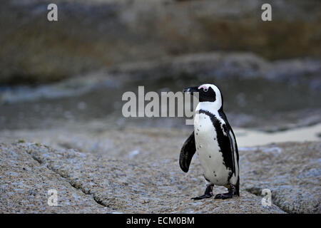 Wandern Sie afrikanische Pinguine (Spheniscus Demersus) in der Kolonie Felsbrocken.  (Jackass Penguin und Black-footed Pinguin) Stockfoto