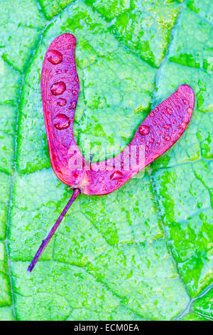 Geflügelten Samen der lila rotblättrige Ahorn - Acer Pseudoplatanus atropurpureum Stockfoto