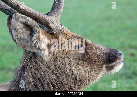 Ein Kopfprofil der Barasingha Hirsch Stockfoto