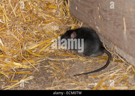 Schwarze Ratte, Dach-Ratte, Haus-Ratte, Schiff Ratte, Ratten, Hausratte, Haus-Ratte, Ratten, Ratte Rattus Rattus, Ratte Noir, Ratte des Greniers Stockfoto