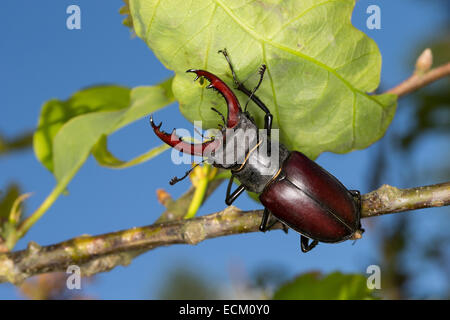 Europäischen Hirsch Käfer, Hirschkäfer, Männlich, Hirschkäfer, Männchen, Lucanus Cervus, Schröter, Lucanidae, Hirschkäfer Stockfoto