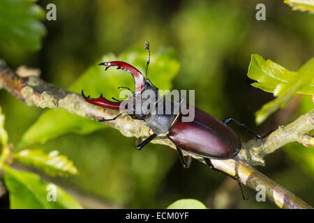 Europäischen Hirsch Käfer, Hirschkäfer, Männlich, Hirschkäfer, Männchen, Lucanus Cervus, Schröter, Lucanidae, Hirschkäfer Stockfoto