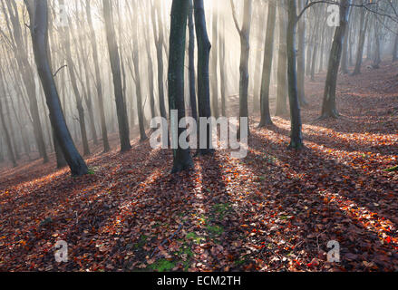 Holz, Herbst der vorherigen. Somerset. VEREINIGTES KÖNIGREICH. Stockfoto