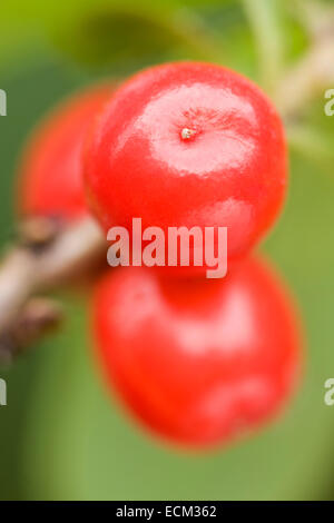 DAPHNE MEZEREUM - BEEREN Stockfoto