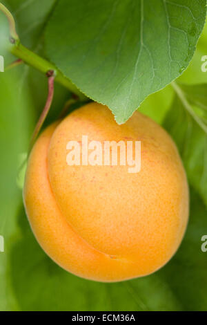 Aprikose Frucht am Baum - Moorpark Stockfoto