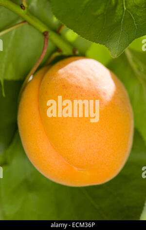 Aprikose Frucht am Baum - Moorpark Stockfoto