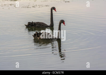 Schwarze Schwäne (Cygnus olor), Lake Rotorua, Nordinsel, Neuseeland Stockfoto