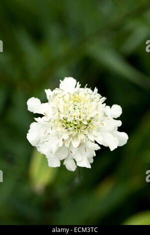 Cephalaria Gigantea. Riesige Witwenblume Blume.