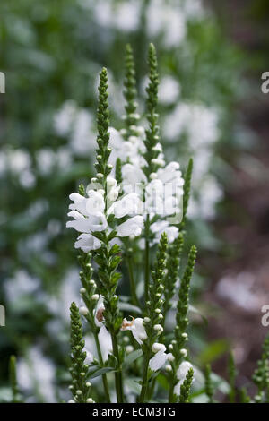 Physostegia Virginiana 'Crystal Peak weiß'. Gehorsam Pflanze. Stockfoto