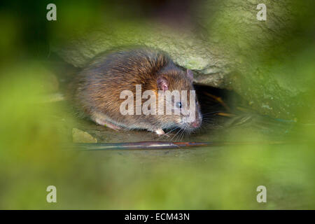 Braune Ratte Rattus Norvegicus entstehende Loch Stockfoto