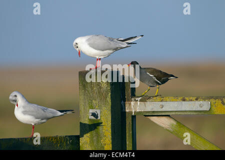 Moorhen Gallinula Chloropus jagen aus Lachmöwen Stockfoto