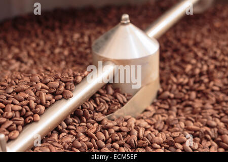 Kaffeebohnen in einem Kühler nach der Röstung aus Edelstahl Stockfoto