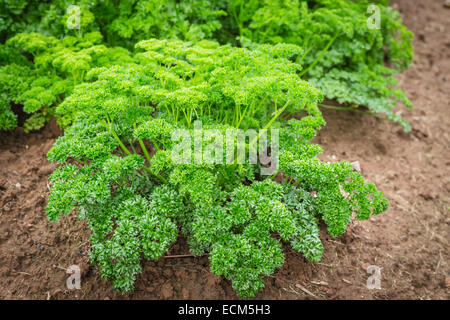 Geschweiften Petersilie Pflanze wächst im Garten. Stockfoto