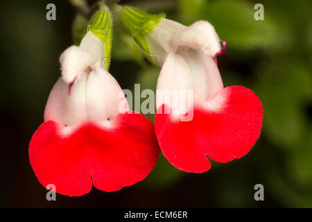 Nahaufnahme der Blüten von half-hardy mexikanische Salbei, Salvia Microphylla "Hot Lips" Stockfoto