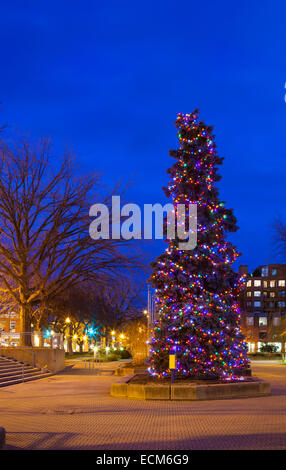 Ein großer Weihnachtsbaum (Blaufichten) bedeckt in Lichter in der Innenstadt von Oakville, Ontario, Kanada. Stockfoto