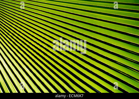 Abstrakte Muster von Schatten und Licht auf hellen grünen tropischen Palmwedel und Blättern. Stockfoto