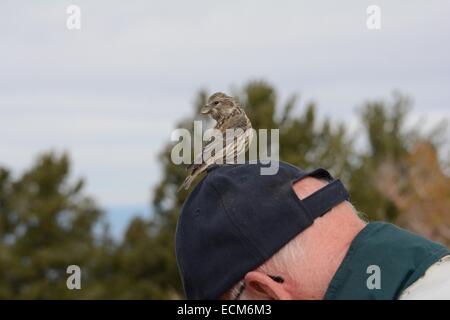 Kleiner Spatz auf meines Bruders Kopf sitzen. Sandia Berge von New-Mexico - USA, Stockfoto