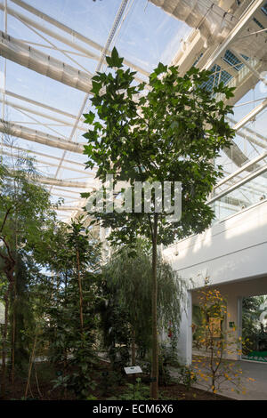 Gewächshaus der Orto Botanico di Padova, der Botanische Garten in Padua, Italien Stockfoto