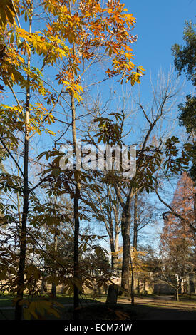 Bäume im Winter, Orto Botanico di Padova, der Botanische Garten in Padua, Italien Stockfoto