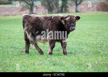 Schwarzes Baby Highland Kuh Porträt im grünen Rasen Wiese Stockfoto