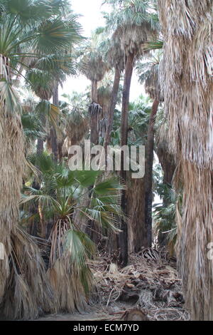 Palmen in der Oase der Wüste Stockfoto
