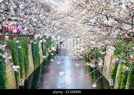 Tokyo, Japan am Meguro Kanal im Frühjahr. Stockfoto