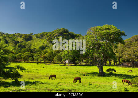 Pferde weiden auf grünen Rasen auf einer Ranch westlich von Puerto Plata Dominikanische Republik mit blauem Himmel Stockfoto