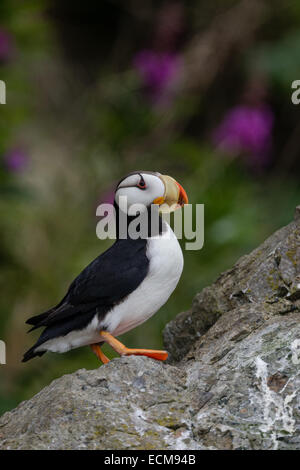 Gehörnte Puffin steht entlang der Felsen in der Nähe von Cook Inlet auf Duck Island in der Nähe von Lake-Clark-Nationalpark, Alaska. Stockfoto