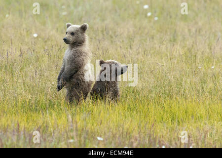 Zwei Alaskan Brown Frühling Bärenjungen auf ihre Hinterbeine stehen und blicken auf den hohen Gräsern im Lake Clark National Park. Stockfoto