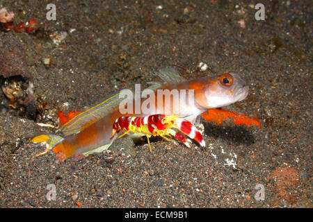 Flagtail Shrimpgoby, Amblyeleotris Yanoi mit Alpheid Garnelen, Alpheus Randalli. Tulamben, Bali, Indonesien. Bali Meer, Indischer Ozean Stockfoto