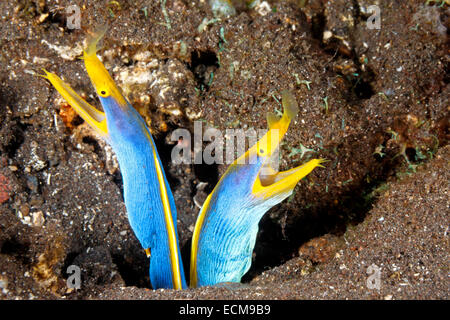 Zwei Blue Ribbon Eels, Rhinomuraena Quaesita, teilen die gleichen Burrow. Tulamben, Bali, Indonesien. Bali Meer, Indischer Ozean Stockfoto