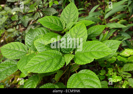 Scratchbush Brennnessel mit bösartigen Stacheln im Regenwald auf Isabel de Torres Berg oberhalb Puerto Plata Dominikanische Republik Stockfoto